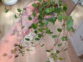 Muehlenbeckia Complexa - nuotraukos Nr. 2
