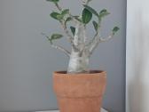 Adenium Arabicum