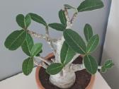 Adenium Arabicum - nuotraukos Nr. 2