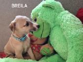 BREILA - nuotraukos Nr. 4