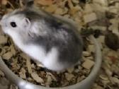 Dovanojami džiungarijos žiurkėniukai - nuotraukos Nr. 5