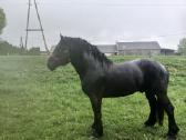 Percheron