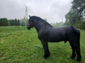Percheron - nuotraukos Nr. 2