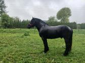 Percheron - nuotraukos Nr. 3