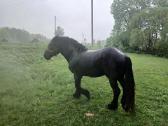 Percheron - nuotraukos Nr. 4