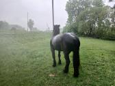 Percheron - nuotraukos Nr. 5