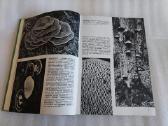 Иллюстрированная энциклопедия растений - nuotraukos Nr. 3