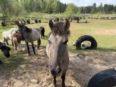 „Konik polski“ Ir poni