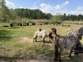 „Konik polski“ Ir poni - nuotraukos Nr. 4