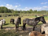 „Konik polski“ Ir poni - nuotraukos Nr. 5