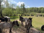 „Konik polski“ Ir poni - nuotraukos Nr. 6