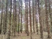 Parduodamas miškas - nuotraukos Nr. 3