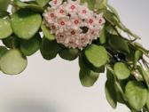 Hoya Mathilde