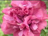 Kinrožė ‘Hibiscus syriacus ‘Duc de Brabant, 90cm