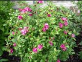 Kinrožė ‘Hibiscus syriacus ‘Duc de Brabant, 90cm - nuotraukos Nr. 2