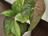Syngonium pink flecked