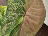 Syngonium pink flecked - nuotraukos Nr. 2