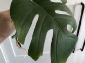 Monstera
