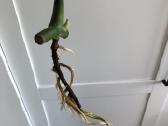 Monstera - nuotraukos Nr. 2