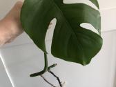 Monstera - nuotraukos Nr. 3