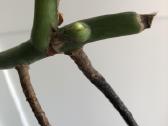 Monstera - nuotraukos Nr. 4
