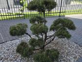 Bonsai Formuota Pušis- vertė 2000 Eur