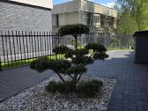 Bonsai Formuota Pušis- vertė 2000 Eur - nuotraukos Nr. 2