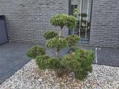 Bonsai Formuota Pušis- vertė 2000 Eur - nuotraukos Nr. 3