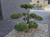 Bonsai Formuota Pušis- vertė 2000 Eur - nuotraukos Nr. 4