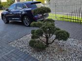 Bonsai Formuota Pušis- vertė 2000 Eur - nuotraukos Nr. 5