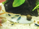 Neocaridina krevetės "blue dream" - nuotraukos Nr. 3