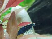 Neocaridina krevetės "blue dream" - nuotraukos Nr. 2