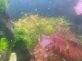 Ludwigia Arcuata
