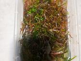 Ludwigia Arcuata - nuotraukos Nr. 2