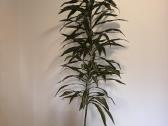 Dracena
