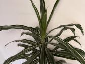 Dracena - nuotraukos Nr. 2