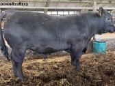 Angus buliukai veislei 16 mėn amžiaus - nuotraukos Nr. 2