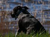 Panasonic Lumix G Vario 100-300mm / F4.0-5.6 - nuotraukos Nr. 5