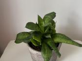 Sansevieria su keramikiniu vazoneliu - nuotraukos Nr. 2