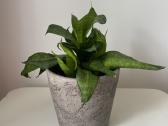 Sansevieria su vazoneliu
