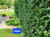 Žolės pjovimas Tujų karpymas Langų valymas - nuotraukos Nr. 4