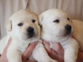 Labradoro retriveriai su dok - nuotraukos Nr. 3