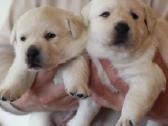Labradoro retriveriai su dok - nuotraukos Nr. 4