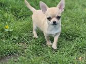 Chihuahua - nuotraukos Nr. 3