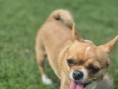 Chihuahua - nuotraukos Nr. 21