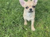 Chihuahua - nuotraukos Nr. 22