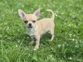 Chihuahua