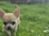 Chihuahua - nuotraukos Nr. 23