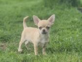 Chihuahua - nuotraukos Nr. 7