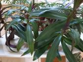 Įspūdinga kambarinė gėlė – Tradescantia spathacea